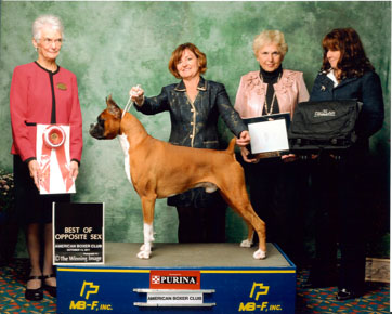 BoS at the Americsn Boxer Club 2011 Regional