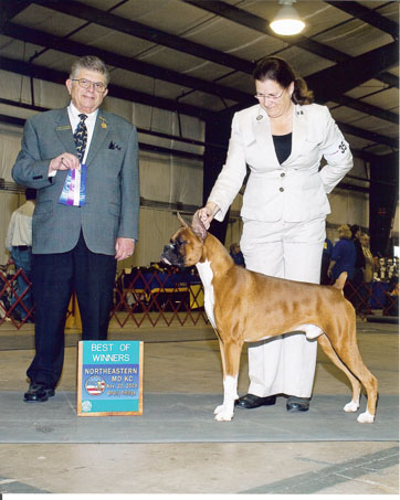 Winstons 5th point
Nov 20, 2009 / Winston & Gwen take Winners Dog and Best of Winners at the Northeastern Md Kennel Club for his 5th point.